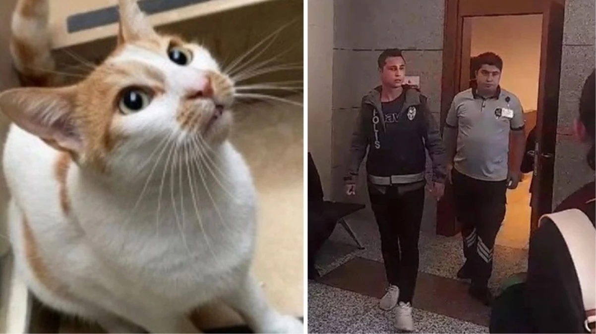 Okuldaki kediyi camdan atan sınav gözetmeni mahkemede kendini savundu